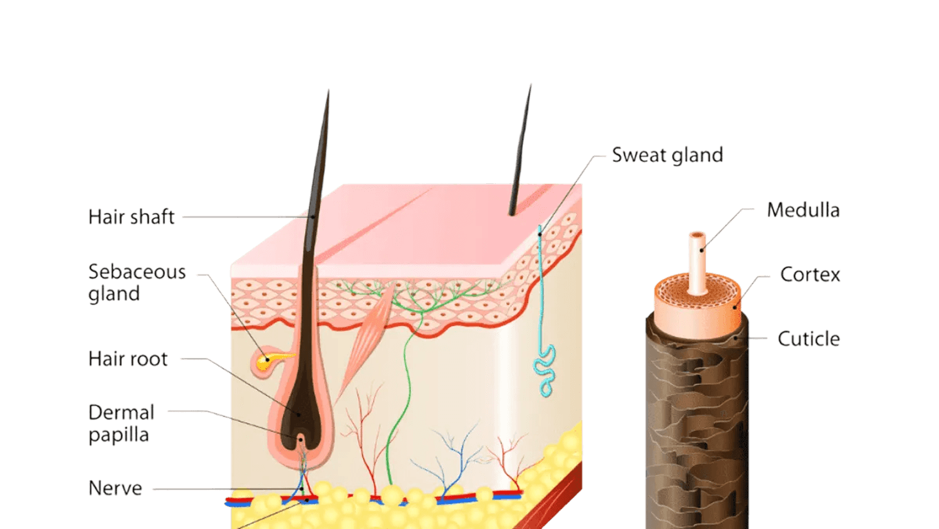 Hair Anatomy Diagram